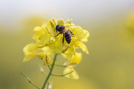 用蜜蜂近距离观察油菜花图片