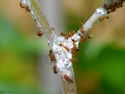 树上的蚂蚁和白色蚜虫图片