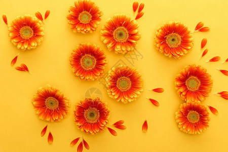 黄色背景花瓣的橙色非洲菊花的顶视图图片