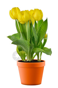 准备种植的花盆里的黄色郁金香背景图片