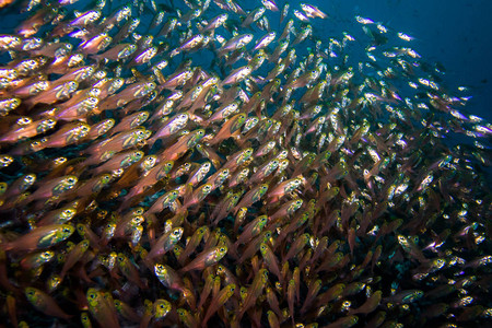 一大群细长的清扫鱼带黄色头的粉红色小鱼背景图片