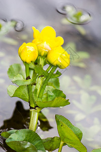 一朵黄色沼泽万寿菊花的特写镜头图片