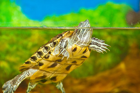 海龟在水中红毛滑板在水族图片