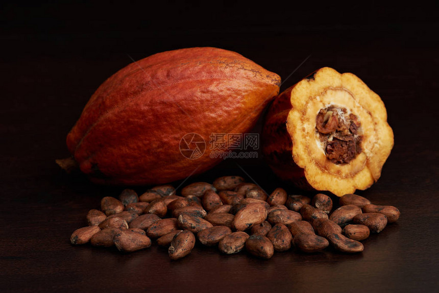 Cacao收获水果主题种植含干图片