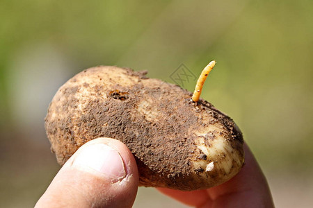 线虫是马铃薯特写上的甲虫的幼虫图片