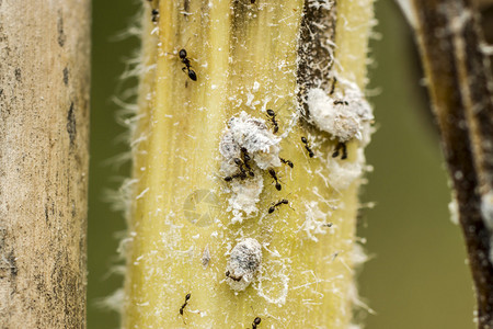 树上的蚂蚁和白色蚜虫图片