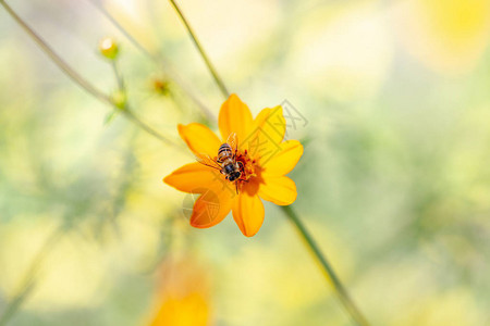 蜜蜂坐在背景模糊的黄色花朵上拍摄背景图片