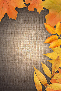由秋天树叶在画布背景上设置的边框可图片
