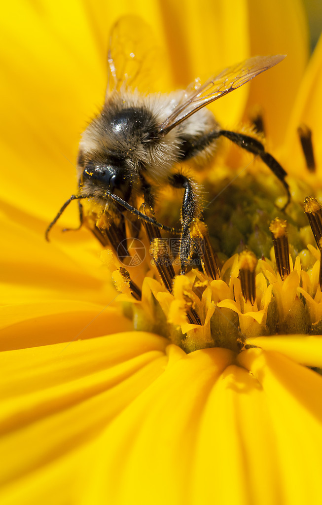 蜜蜂在花托皮南布上的宏图片