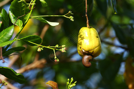 巴西树上挂着腰果转基因坚果在图片