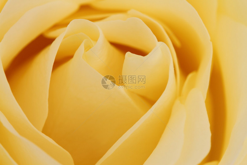 黄玫瑰背景图片