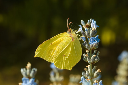 在熏衣草花粉上采集花粉的柠檬蝴蝶Gonepteryxr图片
