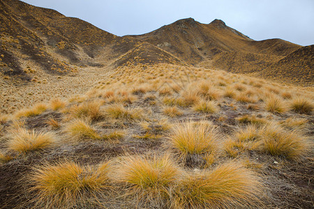西新岛南边的Wastaki区草地背景图片
