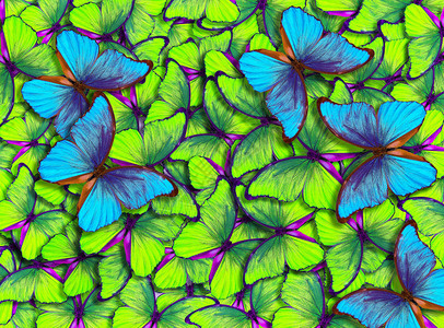 蝴蝶摩菲蝴蝶摩福的翅膀明亮蓝黄蝴蝶的图片
