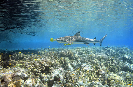所罗门群岛在浅珊瑚礁上游泳高清图片