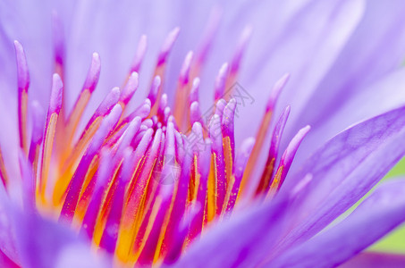 紫色莲花Nymphaea图片