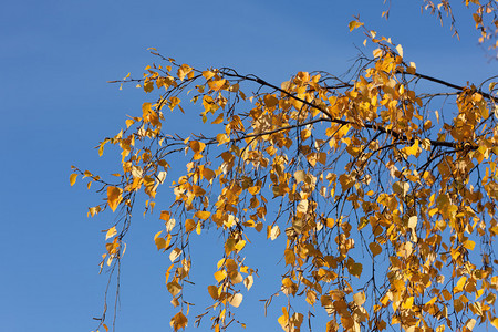 一棵秋天的白桦树枝顶着天空图片