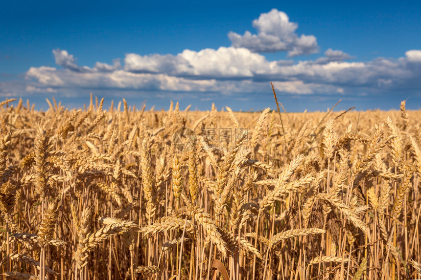 在收获前的夏天阳光照耀的小麦作物本图片