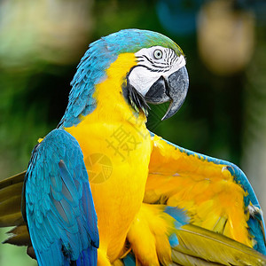 蓝色和金色的彩多MacawAviar图片