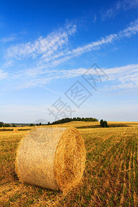 夏季在田间收割稻草捆图片