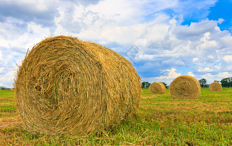 带干草卷的秋季农田图片