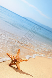 海滩上的海星特写图片
