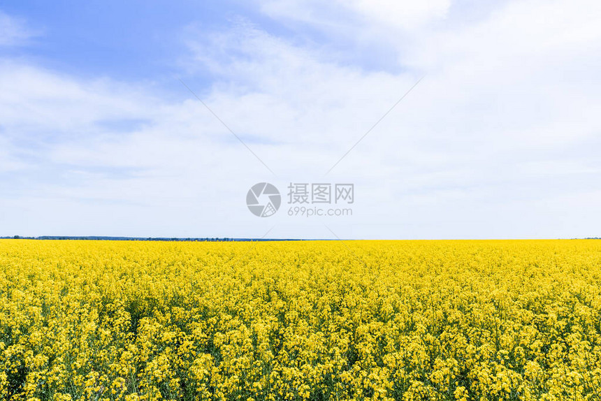 黄色的开阔的野花在夏日用云图片
