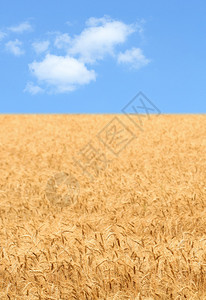 黄色麦田蓝天农场背景图片
