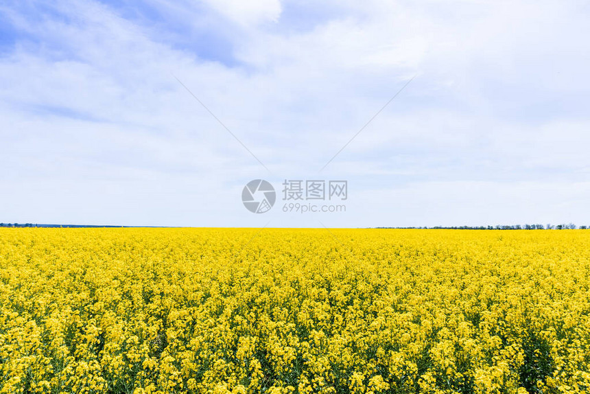 黄色的开阔的野花与夏日有图片