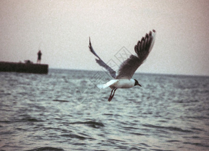 抽象海洋景上的复古海鸥图片
