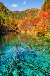 五花湖五彩湖与蔚蓝的水晶在五颜六色的秋天树林中的风景在九寨沟自然保护区背景图片