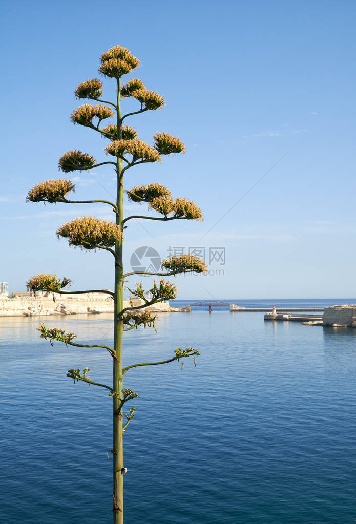 位于马耳他瓦莱塔的大港入口的风景前墙上图片