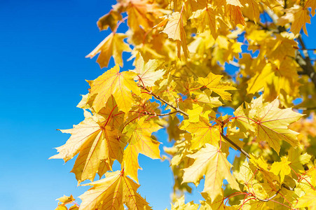 秋天的枫叶有蓝天背景图片