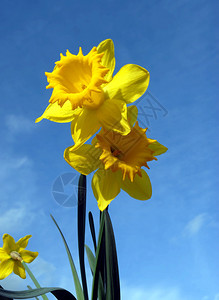 春天蓝上的黄水仙图片