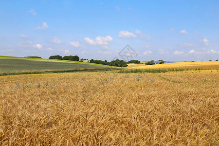 农业景观麦田图片