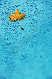 黄叶和蓝色防水材料图片