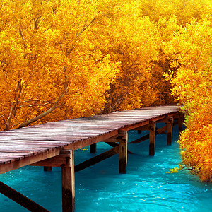 红树林中的木桥探索自然图片