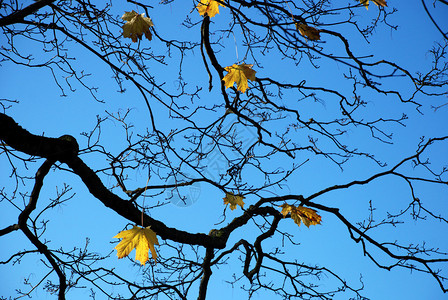 反对天空的秋天树枝图片