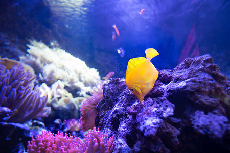 浅珊瑚礁中的黄塘鱼在活石中寻找食物黄塘鱼是草食动物图片