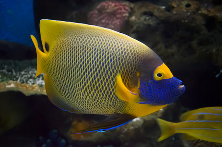 美丽的天使鱼与黄色和背景图片