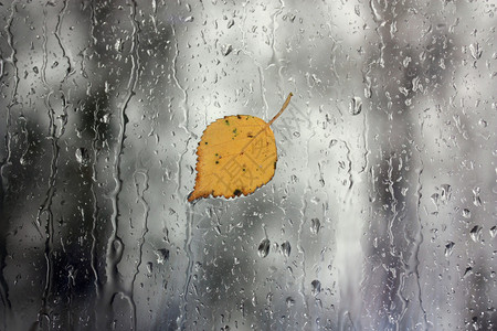 黄叶窗下雨再生托芬高清图片