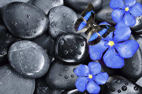由蓝色花朵蝴蝶和黑宝图片