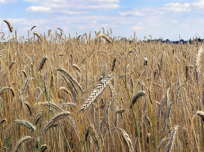 成熟的金大麦秆图片
