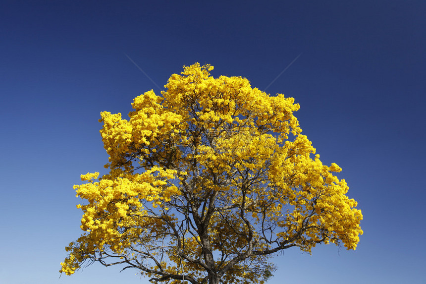 黄色ipe树的绽放细节与明亮的蓝天图片