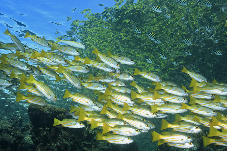 一群长斑鲷鱼Lutjanusfulviflavimma在礁石的浅水中游泳上皮图片