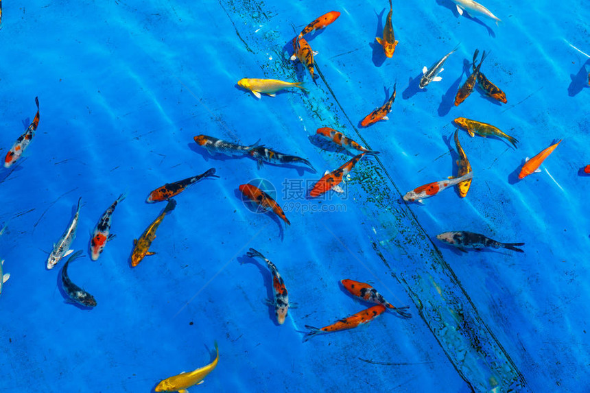 漂浮在蓝色背景的透明水中的金鱼图片