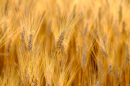 成熟的小麦在田野中随风摇曳图片