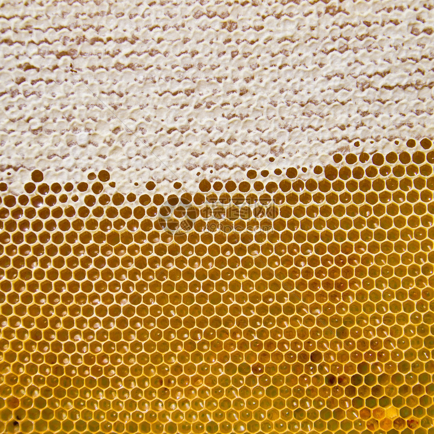 带有新鲜蜂蜜金黄色的蜂窝图片