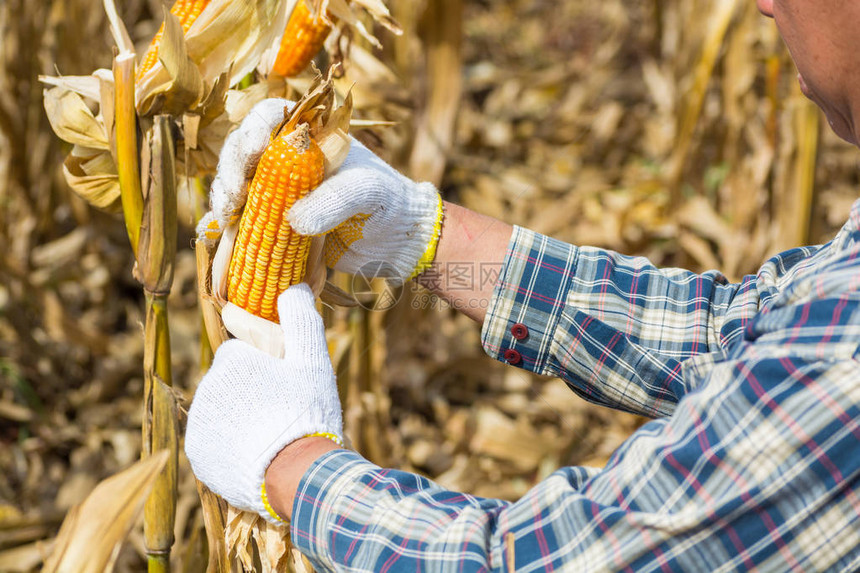 手或男或男农民在田间或草甸植物上持有或收获玉米芯作为农业工或图片