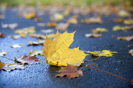 秋天一片枫树躺在地上图片